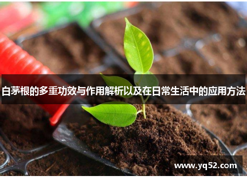 白茅根的多重功效与作用解析以及在日常生活中的应用方法 白茅根的多重功效与作用解析以及在日常生活中的应用方法