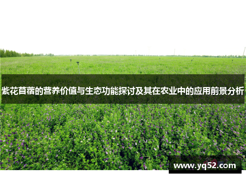 紫花苜蓿的营养价值与生态功能探讨及其在农业中的应用前景分析 紫花苜蓿的营养价值与生态功能探讨及其在农业中的应用前景分析