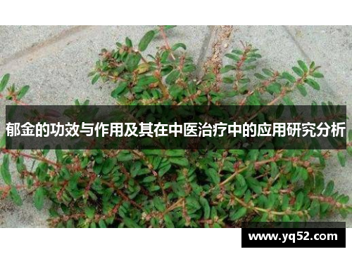 郁金的功效与作用及其在中医治疗中的应用研究分析 郁金的功效与作用及其在中医治疗中的应用研究分析